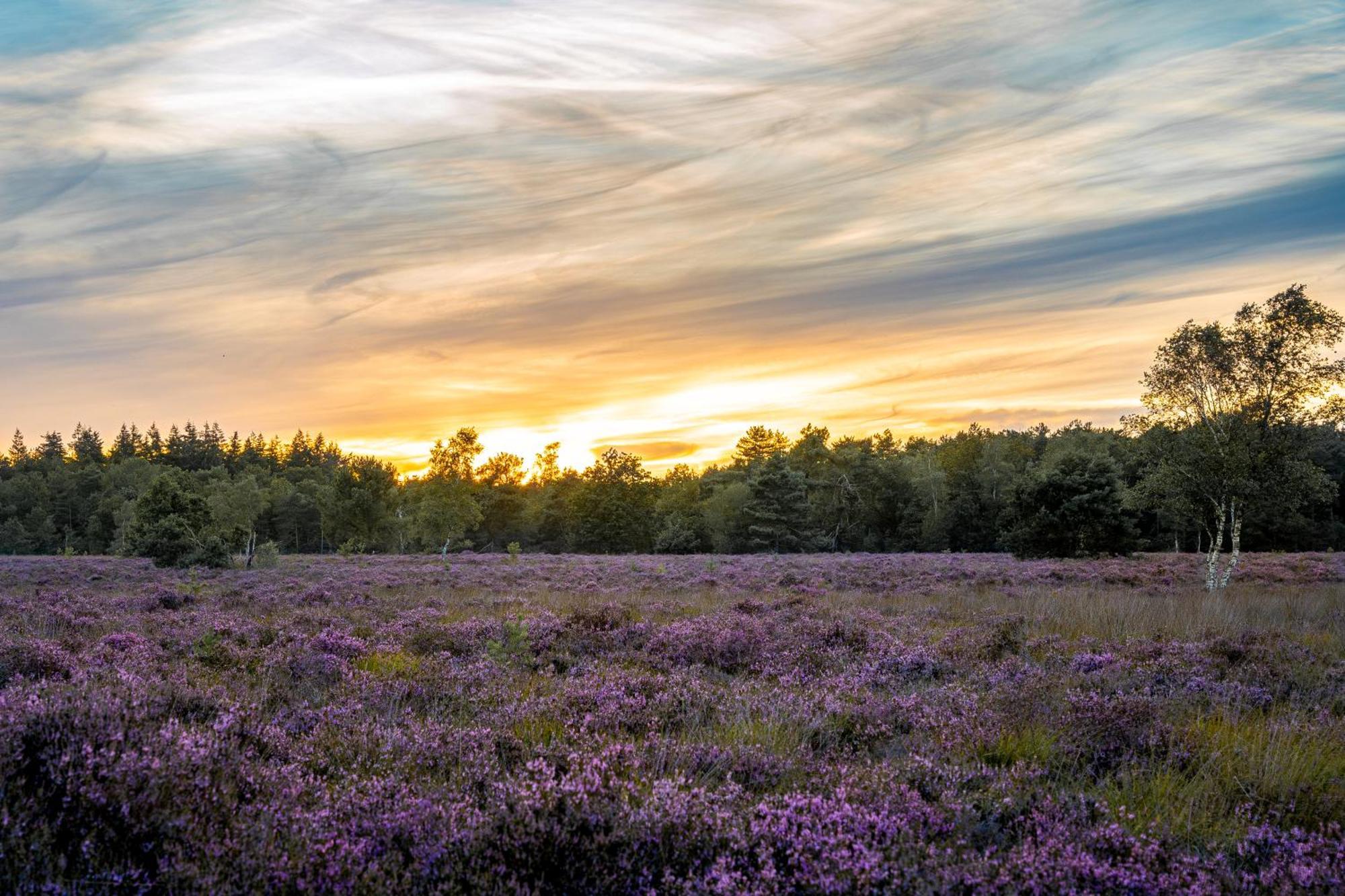 Veluwe Park Reewold Chalet Infinity Пюттен Экстерьер фото
